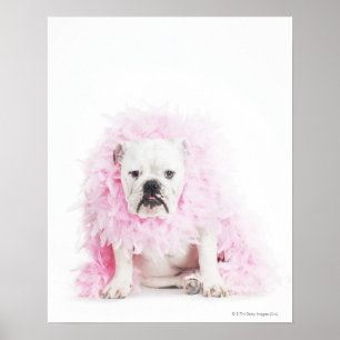 Poster fundo branco, buldogue branco, pena cor-de-rosa