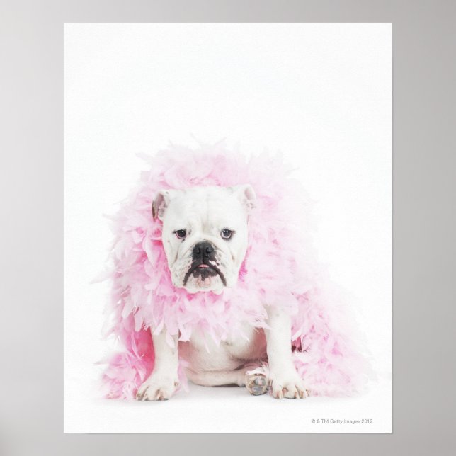 Poster fundo branco, buldogue branco, pena rosa (Frente)