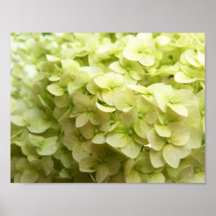Póster Fundo branco da flor do Hydrangea