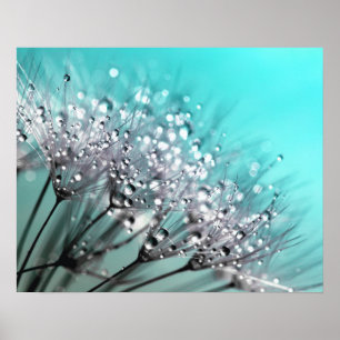 Poster Fundo ciano Sparkling do Aqua do dente-de-leão do