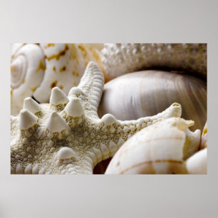 Poster Fundo da estrela do mar de Shell do mar - escudos
