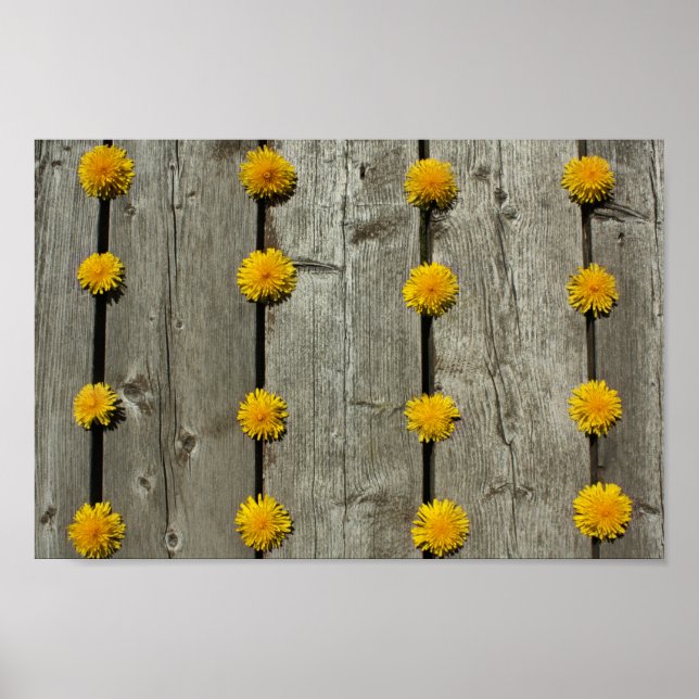 Poster Fundo Dandelions (Frente)