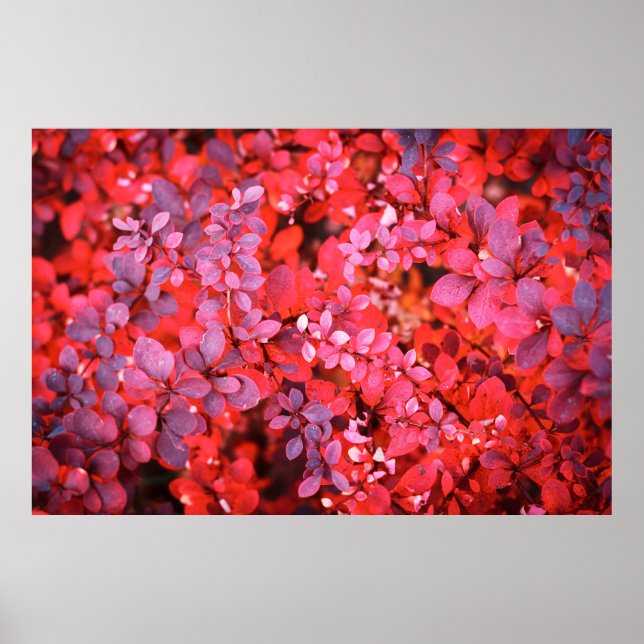 Poster Fundo de folhagem violeta violeta viva do outono (Frente)