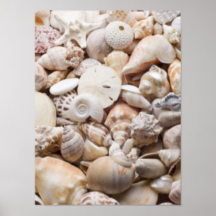 Poster Fundo de Shell do mar de Florida - a praia