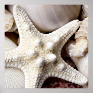 Póster Fundo de Starfish do Sea Shell - Prateleiras