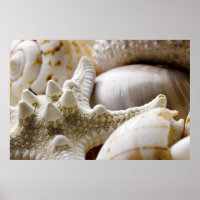 Fundo de Starfish do Sea Shell - Prateleiras