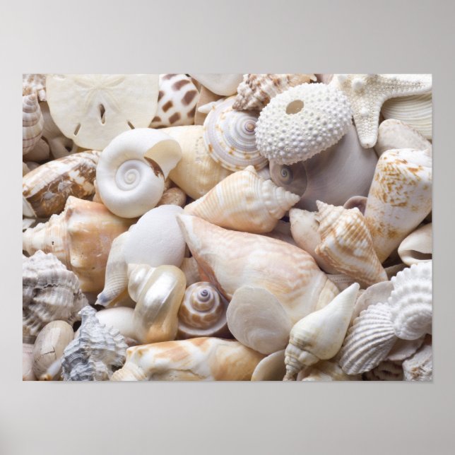 Póster Fundo do Mar da Flórida - Prateleiras Personalizad (Frente)
