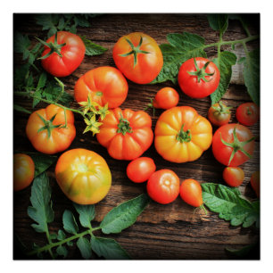 Póster Fundo do tomate