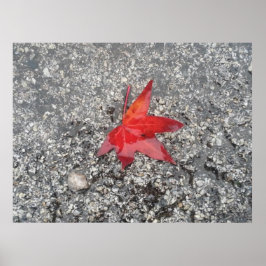 Poster Fundo do zoom do folha vermelha'-