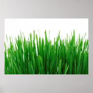 Poster Fundo fecha flora fresca