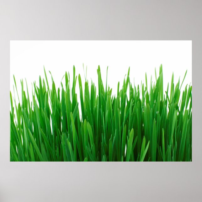 Poster Fundo fecha flora fresca (Frente)