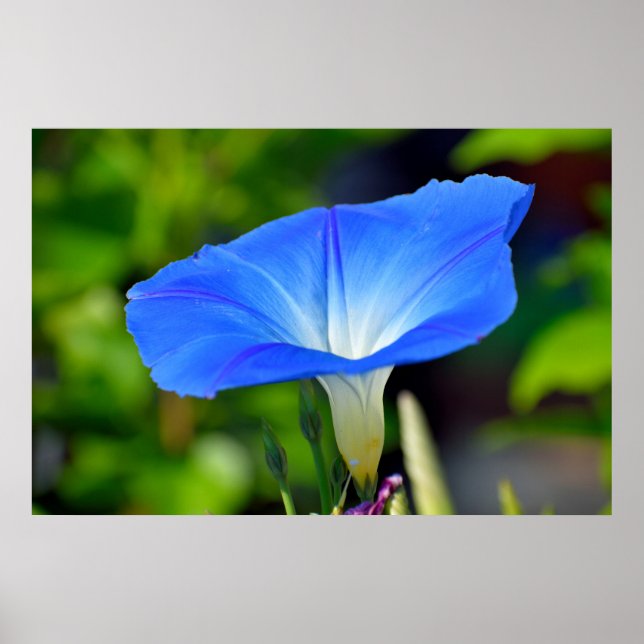 Poster Fundo floral vibrante (Frente)