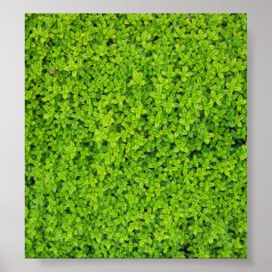 Póster Fundo Ivy Wall