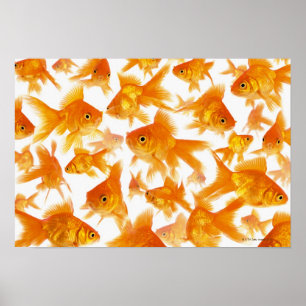 Póster Fundo que mostra um grande grupo de peixe dourado