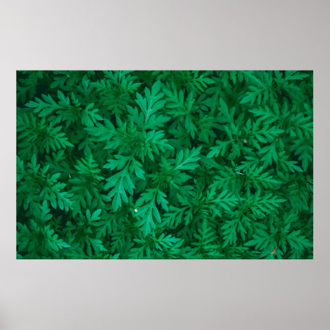 Poster Fundo verde natural das folhas verdes abstratas (Frente)