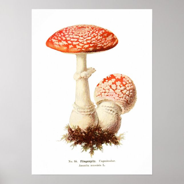Póster Fungi (Frente)