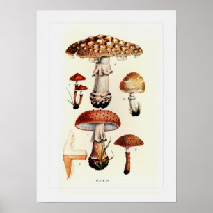 Póster Fungi