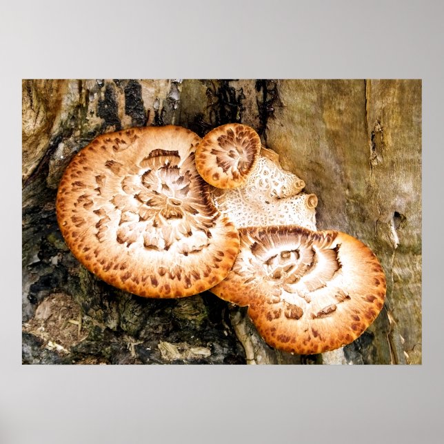 POSTER FUNGI (Frente)