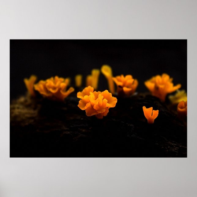 Póster Fungi (Frente)