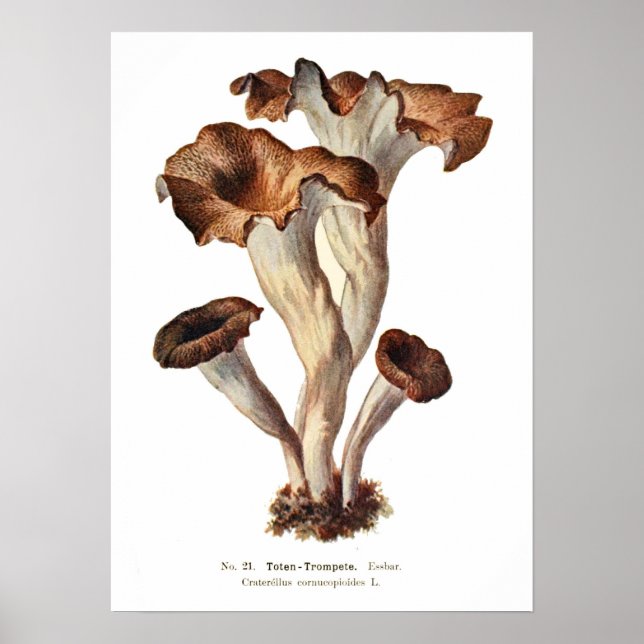 Poster Fungi (Frente)