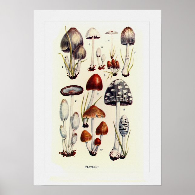 Póster Fungi (Frente)