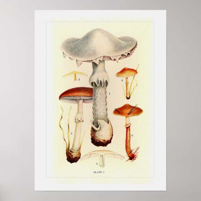 Poster Fungi (Frente)