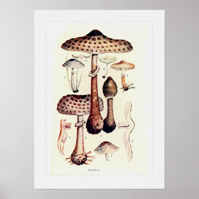Poster Fungi (Frente)