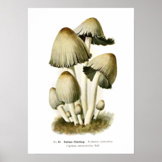 Póster Fungi