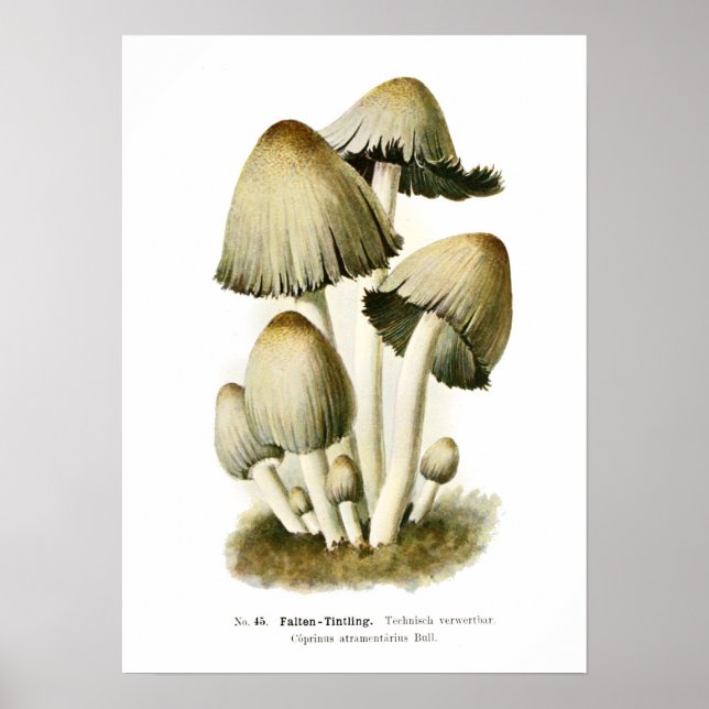 Póster Fungi (Frente)