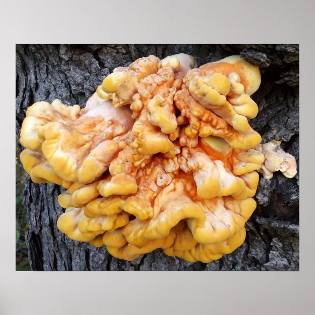 Poster Fungo Laranja (Frente)