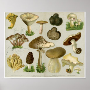 Póster Fungos comestíveis - Cogumelos e ferramentas