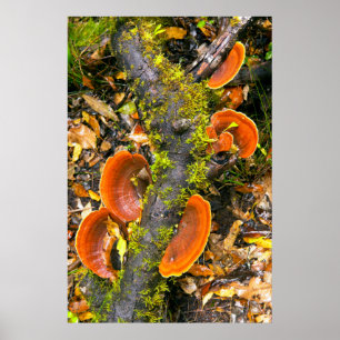 Poster Fungos Crescendo Em Galhos, O Knysna-Amatole