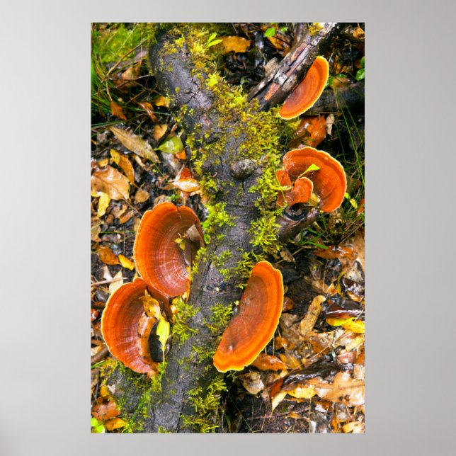 Poster Fungos Crescendo Em Galhos, O Knysna-Amatole (Frente)
