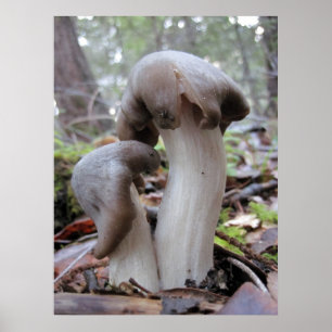 Poster Fungos da floresta da sequóia vermelha