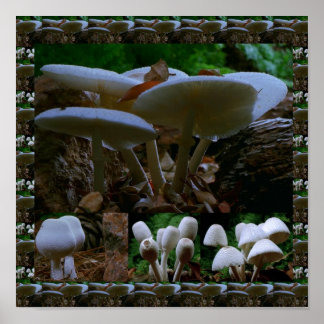 Póster Fungos Wils Frescos MUSHROOM : Fotografia Exótica