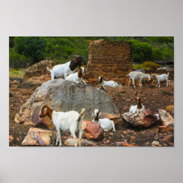 Poster Funky Goats Ginger White Caminhando
