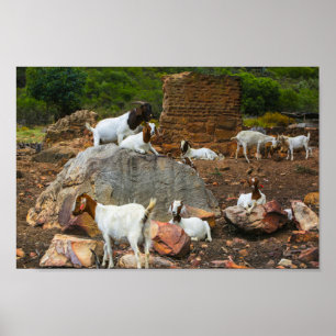 Poster Funky Goats Ginger White Caminhando