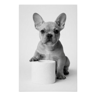 Póster Funny Aesthetic French Bulldog Toilet Paper Photo