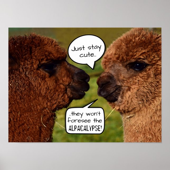 Póster Funny Alpaca Alpacalypse Scheming (Frente)