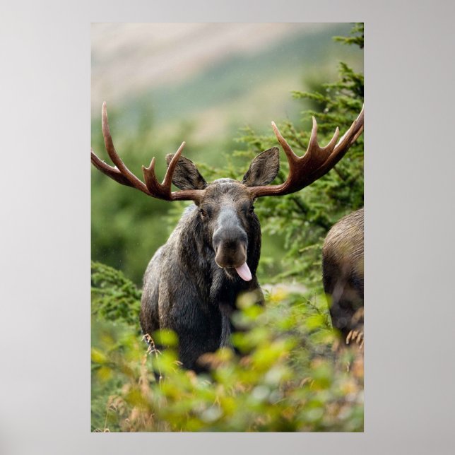 Poster Funny Bull Moose (Frente)