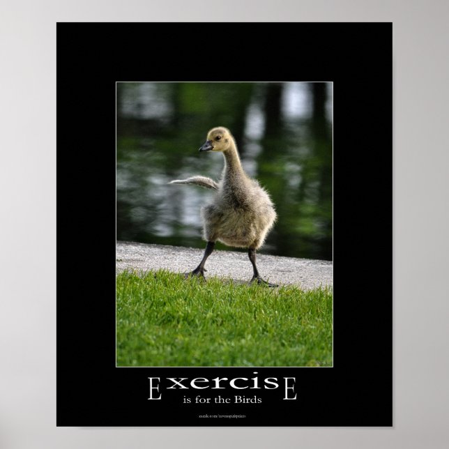 Poster Funny Canada Goose Gosling Exercício Demotivaciona (Frente)