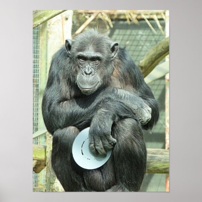 POSTER FUNNY CHIMPANZEE (Frente)