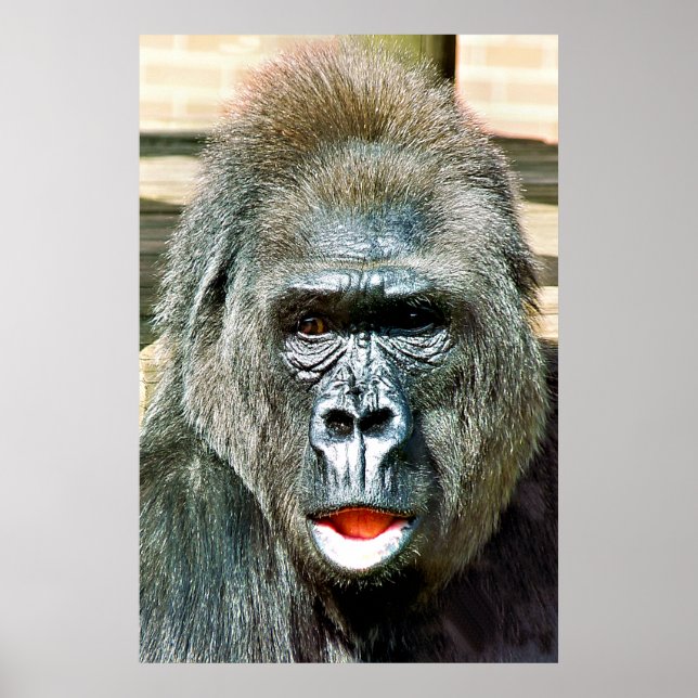 POSTER FUNNY CUTE GORILLA (Frente)