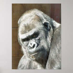 POSTER FUNNY GORILLA
