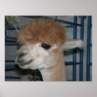 Funny Hairdo no Llama