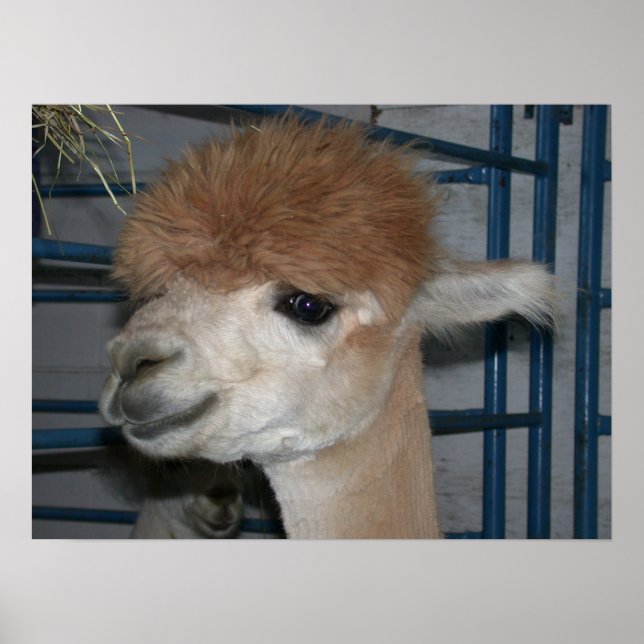 Poster Funny Hairdo no Llama (Frente)