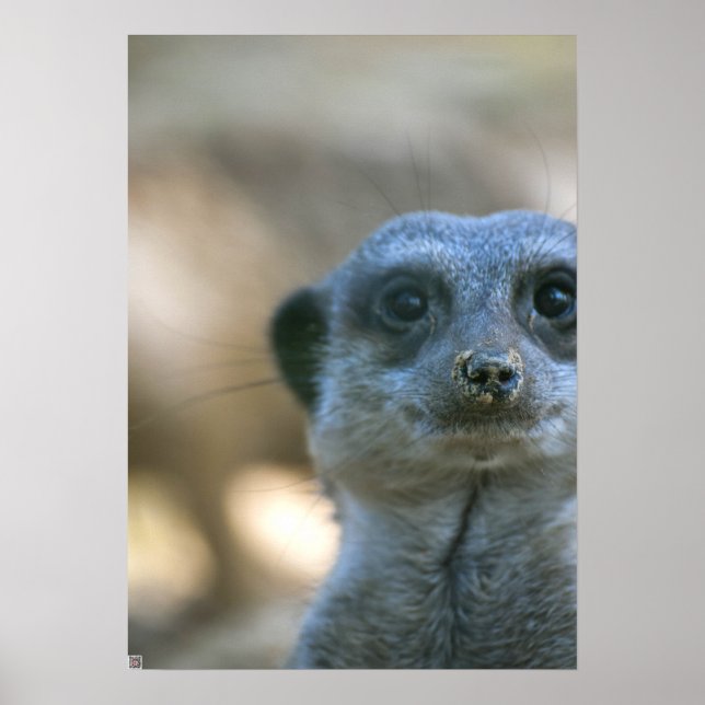 Póster Funny Meerkat (Frente)