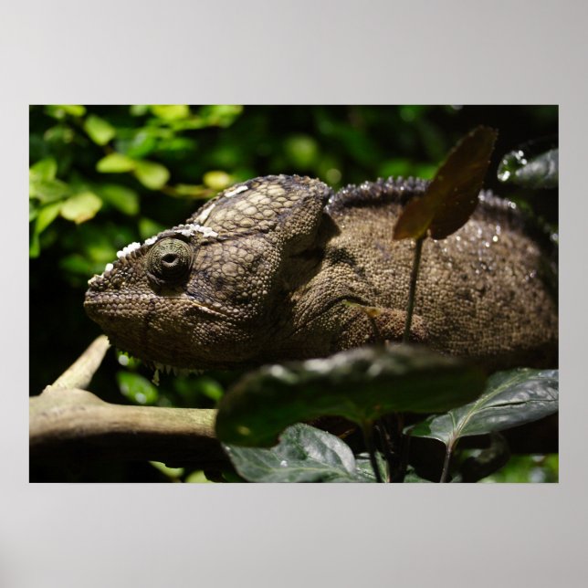 Poster Furcifer oustaleti (Frente)