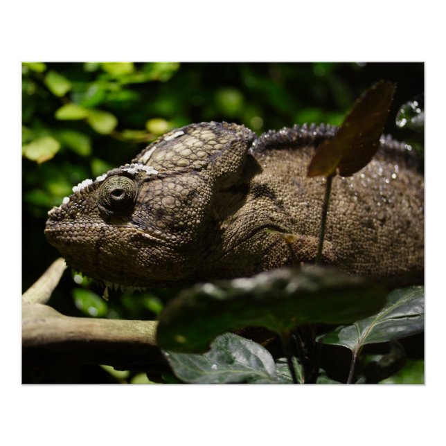 Póster Furcifer oustaleti (Frente)