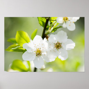 Póster Fusão em Springtime